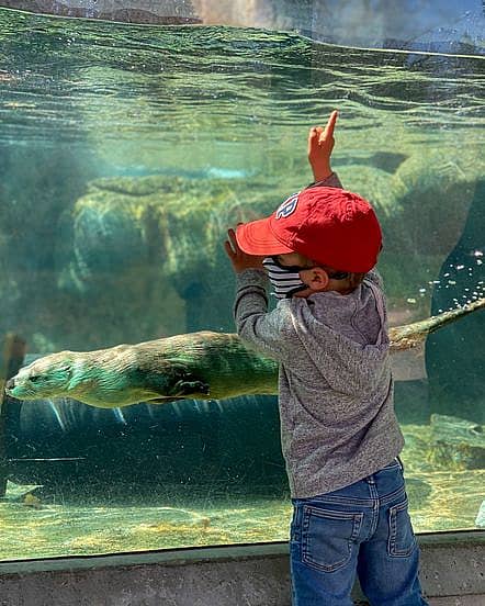 A child watches a sea otter swimming