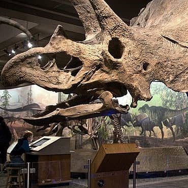 Image of triceratops skull.